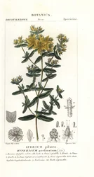 Perforeret perikon, Hypericum perforatum