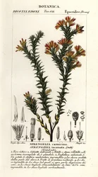 Lyserød sumphede, Sprengelia incarnata