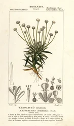 Pibewort, Paepalanthus dendroides