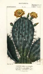 Kaktus, Nopalea cochenillifera