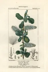 Seljepil, Salix caprea