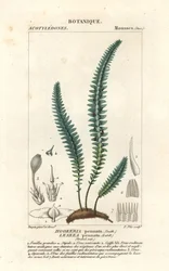 Fjeldmos eller falsk bregnemos, Cyathophorum bulbosum