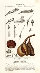 Rød buckeye, Aesculus pavia