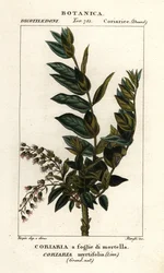 Redoul træ, Coriaria myrtifolia