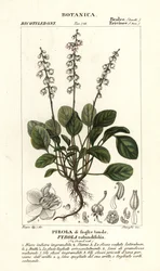 Rundbladet vintergrøn, Pyrola rotundifolia