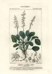 Rundbladet vintergrøn, Pyrola rotundifolia
