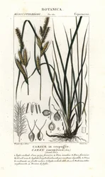 Tuet star, Carex caespitosa