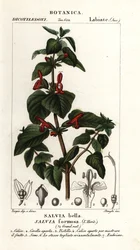 Skinsbladet salvie, Salvia formosa