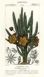 Søstjerneblomst eller ådselplante, Stapelia hirsuta