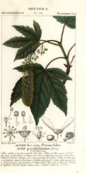 Sycamore ahorn eller planetree ahorn, Acer pseudoplatanus