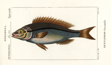 Gevindbrasen, Pentapodus fasciuola