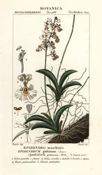 Tolumnia guttata orkidé