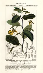 Rør-mig-ikke-balsam, Utålmodig ikke-rør