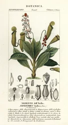 Tropisk kandeplante, Nepenthes destillatoria