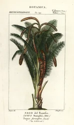True sago palm, Metroxylon sagu