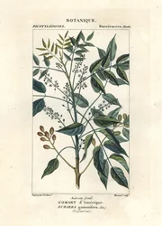 Terpentintræ, Bursera simaruba