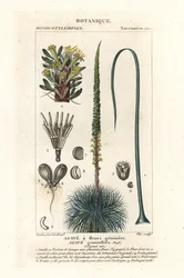 Tvillingblomstret agave, Agave geminiflora