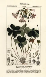 Violet træsyre, Oxalis violacea