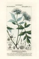 Virginia vandblad, Hydrophyllum virginianum