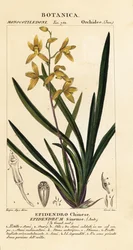 En døende orkidé, Cymbidium sinense