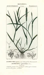 Vandrævehale, Alopecurus geniculatus