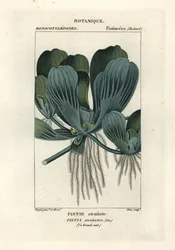 Vandsalat eller nilkål, Pistia stratiotes