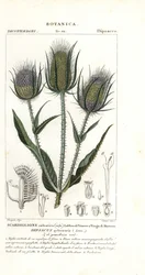 Vild tesel eller fulder tesel, Dipsacus fullonum