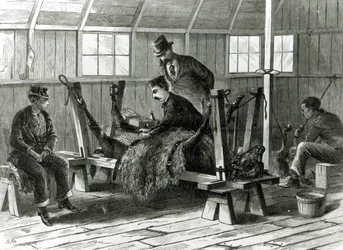 Tager virus fra kalven, illustration fra 