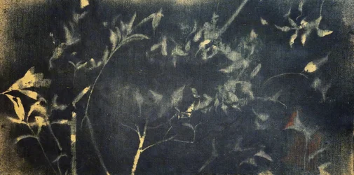 Botanisk studie i indigo
