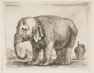 Plade 10: elefant, fra Diverse dyr Diversi animali, ca. 1641.