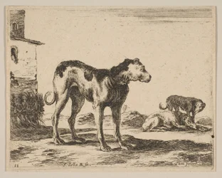 Tavle 11: hunde, fra Diverse dyr Diversi animali, ca. 1641.
