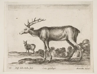 Tavle 16: kronhjort, fra Diverse dyr Diversi animali, ca. 1641.