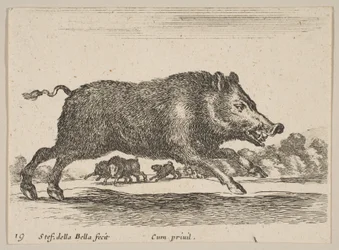 Tavle 19: vildsvin, fra Diverse dyr Diversi animali, ca. 1641.
