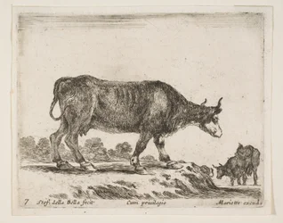 Tavle 7: okse, fra Diverse dyr Diversi animali, ca. 1641.
