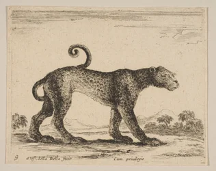 Plade 9: leopard, fra Diverse dyr Diversi animali, ca. 1641.