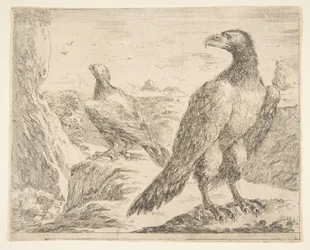 To ørne, fra Eagles Les aigles, ca. 1651.