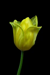 Gul tulipan nr. 02, 2021 (foto)