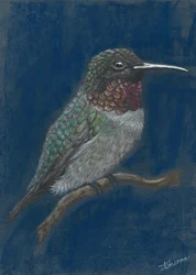 En livlig kolibri, der sidder på en gren