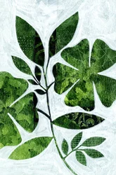 Undersøgelse af botaniske blade