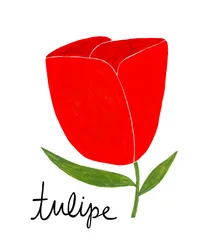 Levende rød tulipan