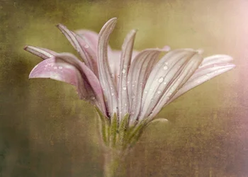 Sart dugdråbeblomst
