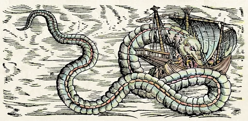 Havuhyre, illustration fra 