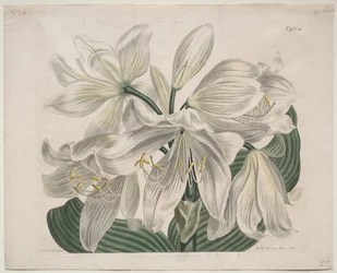 The Botanical Magazine eller Flower Garden vist: White Cape - Coast Lily, 1806.