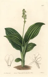 African Liparis Orchid - Water forte af S. Watts fra en illustration af Sarah Anne Drake (1803-1857), fra det botaniske register