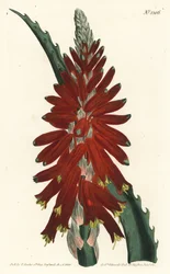 Aloe træ - Smalbladet sværd aloe, Aloe arborescens. Håndfarvet kobberstik af F. Sansom Jr. efter en illustration af Sydenham Edwards fra William Curtis