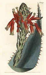 Aloe variete - Blå aloe, Aloe glauca (Rødpigget glaucous aloe, Aloe rhodacantha) - Håndfarvet kobberstik af F. Sansom Jr. efter en illustration af Sydenham Edwards fra William Curtis