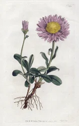 Alpine Aster eller Queen Daisy of the Alps - Litografi af Sydenham Edwards (1768-1819), fra William Curtis