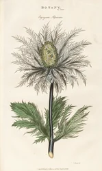 Alpejernurt (Eryngium alpinum)