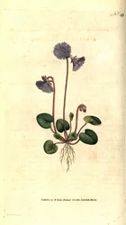 Alpine soldanella - Alpine soldanella, Soldanella alpina. Håndfarvet kobberstik efter en botanisk illustration af James Sowerby fra William Curtis