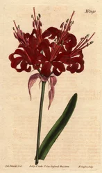 Amaryllis valmue farve, med mørke karminrøde blomster, blomstrende fra en enkelt fod. Oprindeligt fra Cape of Good Esperance (Sydafrika). Valmuefarvet amaryllis med dybe karmosinrøde blomster, der blomstrer fra en enkelt stilk. En indfødt fra Kap det Gode 